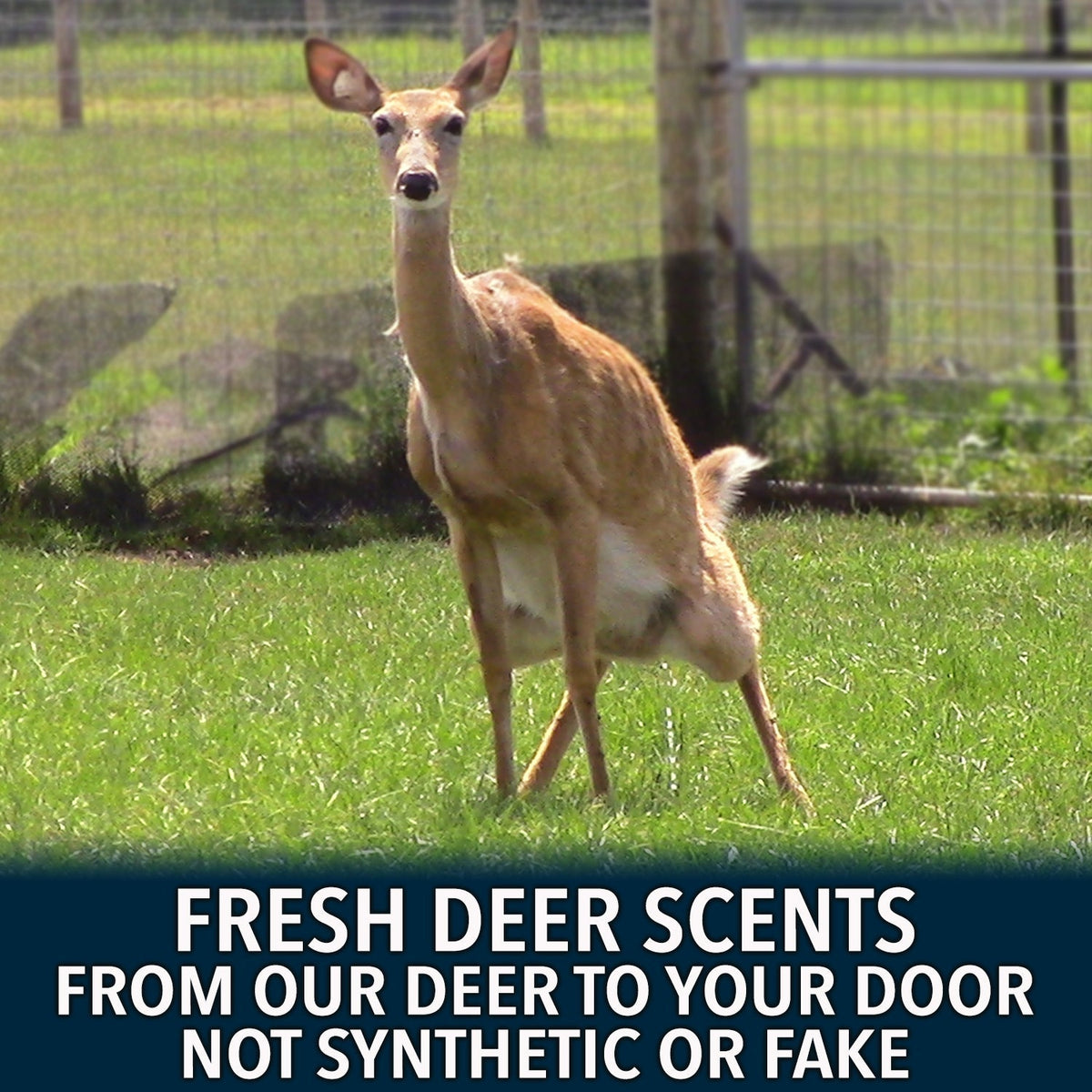 Buck Commander Rut Package